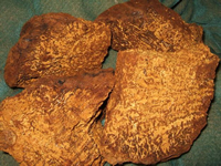 Chaga